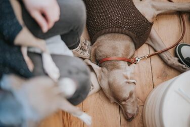 Светр для собак HUNTER FINJA, коричневий, теплий трикотажний, з відбиваючою ниткою, м'який та еластичний, розмір 60