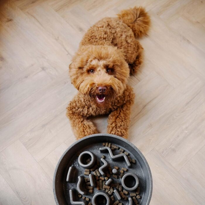 Повільний годівник для собак District 70 Bamboo - діаметр 28 см, сірий