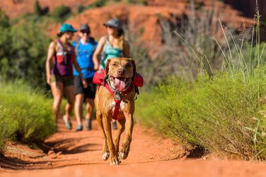 Рюкзак для собак Ruffwear Trinkruckack (Blue Duk) з водою 2x600 мл + Ingletrak Pack 200 мл