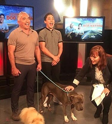 Повідок для собак Cesar Millan 2в1 – нашийник і повідок, міцний водостійкий шнур 120 см, Ø1,2 см, сірий, для дресирування