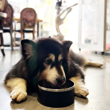 Миски для собак IKITCHEN з нержавіючої сталі, подвійні стінки, 1,8 л, чорні, для корму та води, з гумовим дном