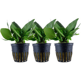 Акваріумна рослина Hygrophila corymbosa 'Compact', 3 шт. – водна стеблова рослина з повністю розвиненою кореневою системою, легка у догляді, для акваскейпінгу та декору акваріума