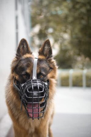 Металевий намордник із гумовим покриттям Dingo Gear для німецької вівчарки, професійний, універсальний, зручний, для довгих прогулянок