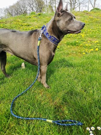 Широкий нашийник для собак 4 см, м'яка підкладка, регульований стопор, комфортний та легкий Martingale, подарунок для собаки (до 48 см обхвату шиї, 54 см обхвату голови з урахуванням 6 см стопора)