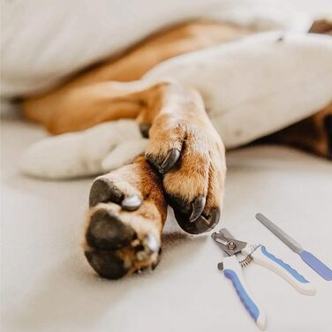 Набір для стрижки та підпилювання кігтів для собак та котів H&A Petcare, професійний, для всіх порід та розмірів, компактний, блакитний