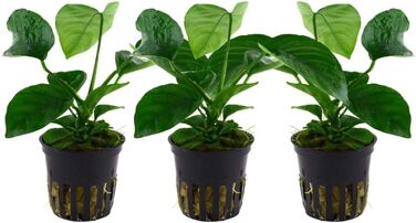 Акваріумна рослина Anubias barteri caladiifolia AquaOne, 3 шт, водна рослина з кореневищем, легка у догляді, для акваскейпінгу та декору