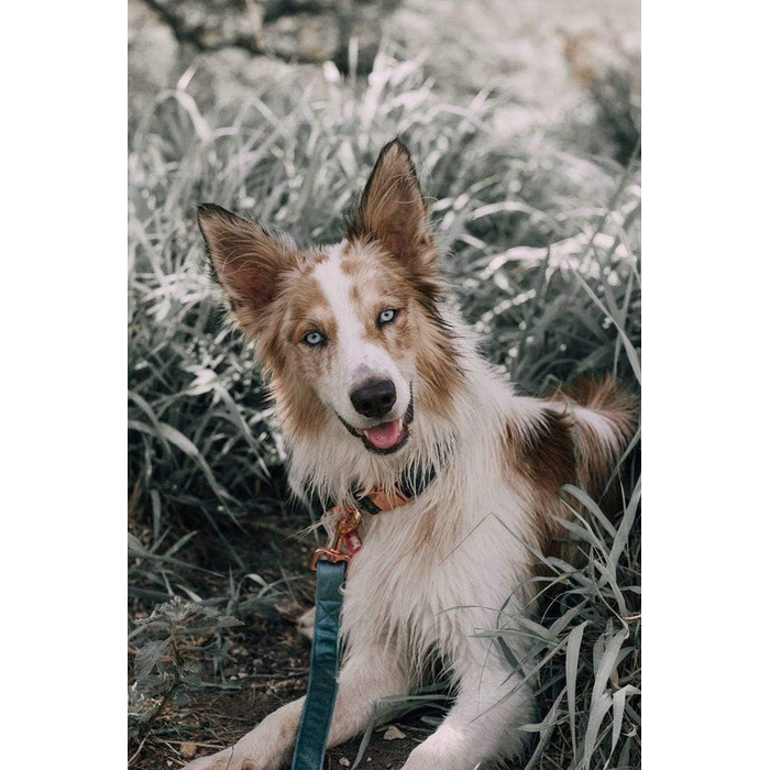 Набір повідка та нашийника для собак Aring Pet, оксамитовий нашийник та повідок, регульований для маленьких, середніх та великих собак, блакитний