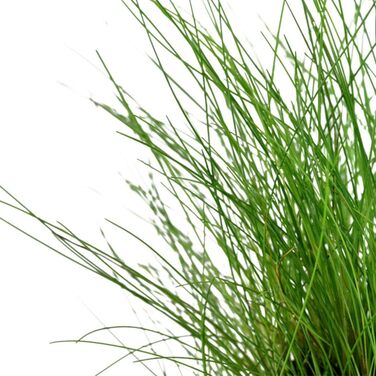 Акваріумна рослина Helanthium 'Quadricostatus', 3 шт. – водна рослина для акваріума, повністю вкорінена, легка у догляді, для акваскейпінгу та декору (Eleocharis parvula, розеткова)