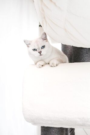 Драбина для котів Petrebels Maine Coon XXL, 210 см, з сизалю, бежева