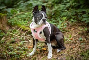 М'який нашийник для собак CHIARA MIA, розмір M (з водонепроникного матеріалу, регульований, з світловідбиваючими смугами), колір: Рожевий