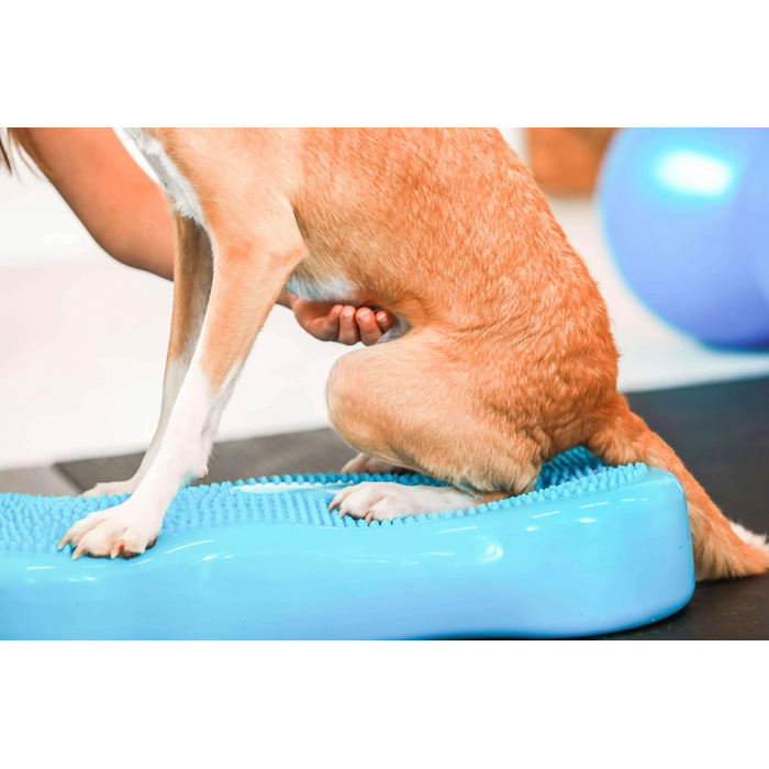 Навчальний килимок для собак - баланс борд, подушка - ортопедичний тренінг та ігри - для малих та великих собак, з насосом