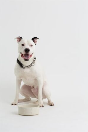 Миска для собак Mason Cash, кремовий колір, 20 см