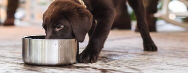 YETI Boomer - годівниця для собак, чорна, 4 літри