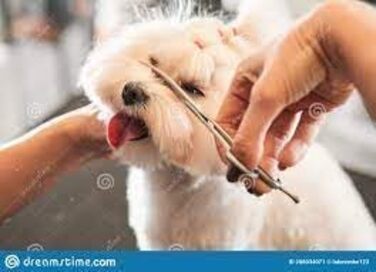 Ножиці для грумінгу домашніх тварин: ножиці для собак та котів з вигнутим лезом 16 см