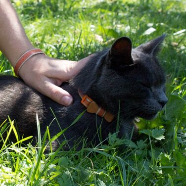 Pettsie нашийник для котів з безпечним замком і дерев'яною метеликом, дружній браслет, міцна бавовна, регулюється 20,3-28 см, оранжевий