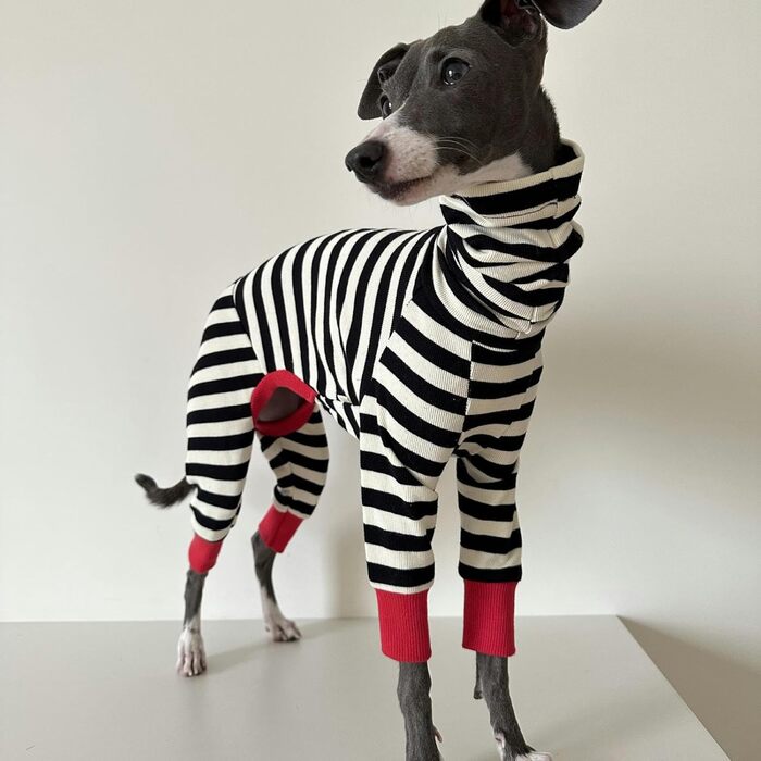 Піжама для італійського грейхаунда – бавовняний комбінезон для собак, весняно-осінній, теплий, для малих, середніх та великих собак, одяг для віппетів