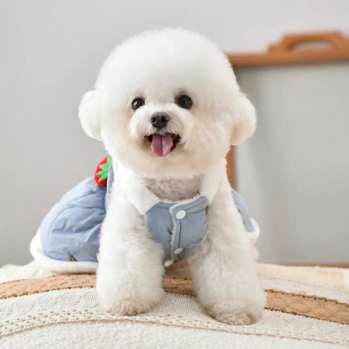 Теплий одяг для собак: курка для Йоркширського тер'єра, чихуахуа. Рожевий/синій, для дрібних собак, осінь/зима