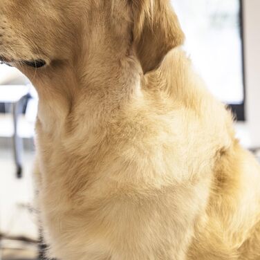 Професійна ножиця для грумінгу собак EHASO | 17 см, 22 зубці | Високоякісна сталь з Solingen