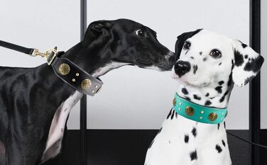 Нашийник для собак середніх порід Comfluxe з екошкіри, 5.1 см, міцний, з металевою застібкою, блакитно-зелений, з дизайном 