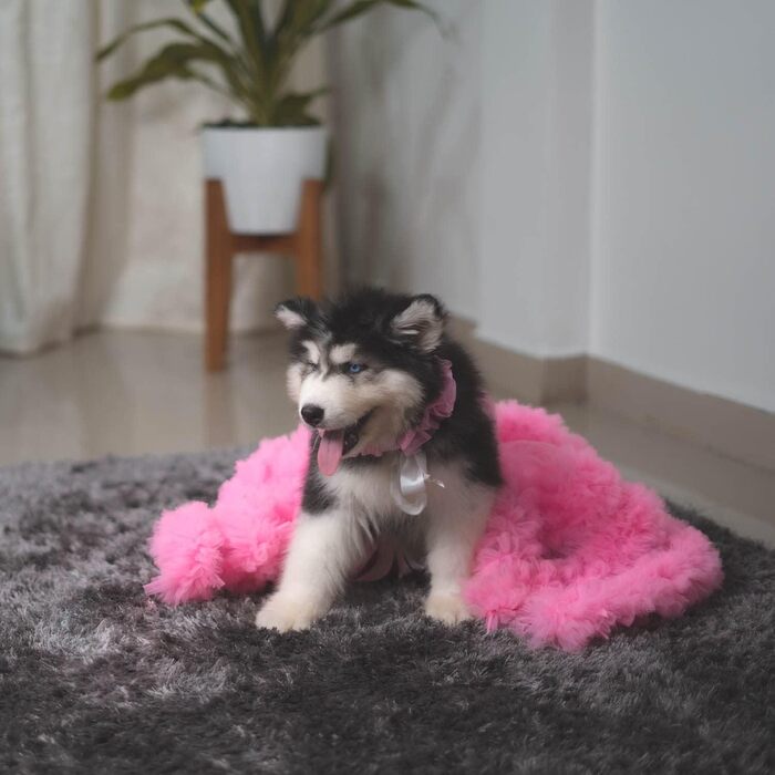 Ошатний одяг для собак та котів з бантиком, розмір M, багатокольоровий (L, Рожевий)