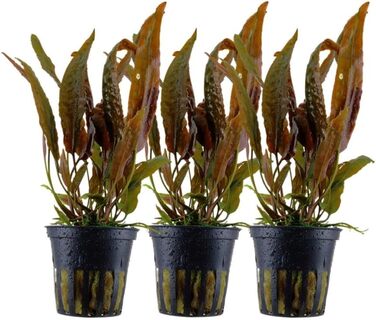 Акваріумна рослина Cryptocoryne usteriana, 3 шт, середній план, для акваріума, повністю вкорінена, для акваскейпу та декору