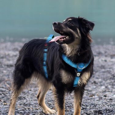 Тактичне шлейка для собак TSPRO No-Pull з ручкою та швидкою застібкою, стабільне регулювання, для собак середніх та великих порід, для прогулянок та бігу (Блакитний L) L (Окружність шиї 54-88 см, Окружність грудей 66-84 см)