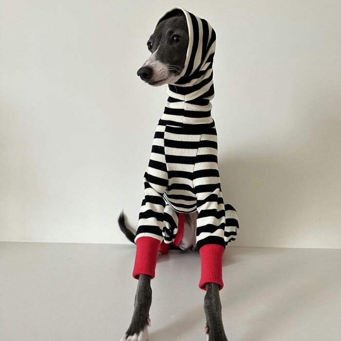 Піжама для італійського грейхаунда – бавовняний комбінезон для собак, весняно-осінній, теплий, для малих, середніх та великих собак, одяг для віппетів