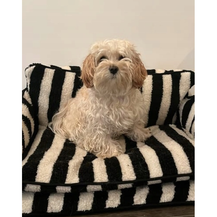 Розкішний диван для собак та котів – комфортне лежак-ліжко для домашніх тварин