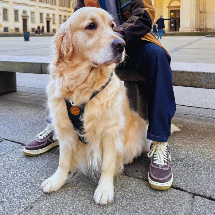 Шлея для собак Nomadog Trailblazer, антивитяг, з м'якою підкладкою та ручкою, регульована, відбиваюча, алюмінієві кільця, для активних собак середніх порід (M)