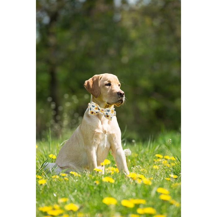Елегантний ошийник для собак Herbst з бантиком, унісекс, м'який, регульований, для великих собак, XS (1 шт.), соняшник
