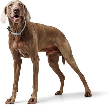 HUNTER Dressurhalsung FREESTYLE EIBY сірого кольору, розмір M-L: м'який матеріал, регульована висота, надійна фурнітура, для тренувань та прогулянок