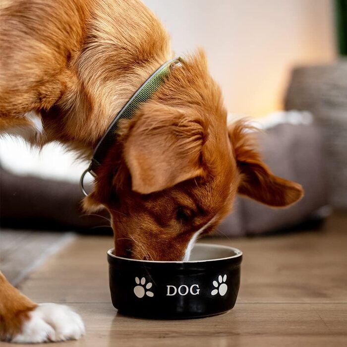 Керамічна миска для собак Nobby PATA, кремовий колір, Ø18 x 7 см, 1,10 л, упаковка з 3 шт.