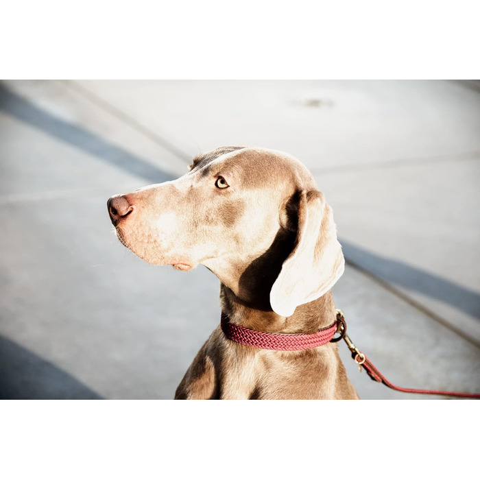 Kentucky Dogwear: Плетений нашийник для собак з нейлону Бордовий, розмір S, 42 см