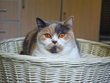 Кігтеточка-будиночок для котів: двоярусне ліжко з плетіння з лози, діаметр 50 см, з подушкою, білий колір