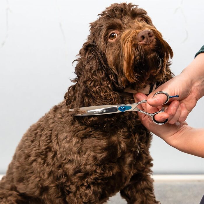 Професійна вигнута ножиця Masterclip Essentials для перукарів (19,1 см), нержавіюча сталь, для правшів