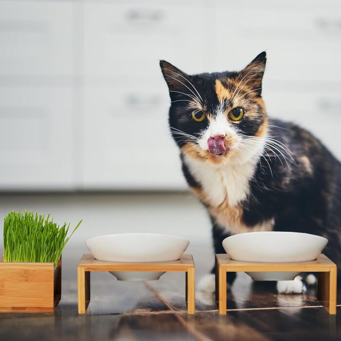 Набір мисок для котів Relaxdays з травою для котів, 2 керамічні миски по 350 мл, бамбуковий підставник, придатні для миття в посудомийній машині, натуральний/білий
