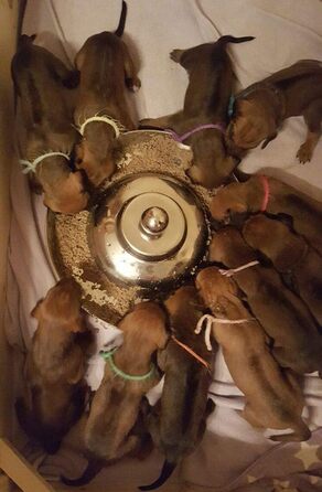 Миска для цуценят SunnyDogs: нержавіюча сталь, діаметр 39 см, з ручкою