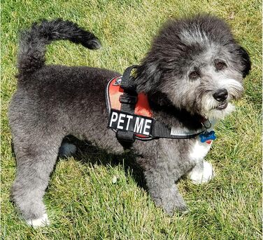 Шлея для собак Pet Me, нейлонова, з 2 світловідбиваючими знімними нашивками