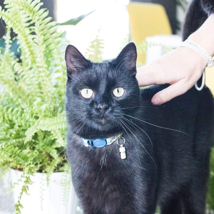 Нашийник для кота Pettsie з безпечною застібкою та браслетом дружби, міцна бавовна, D-подібне кільце для аксесуарів, регульований розмір 19-29 см (19-29 см, блакитний)