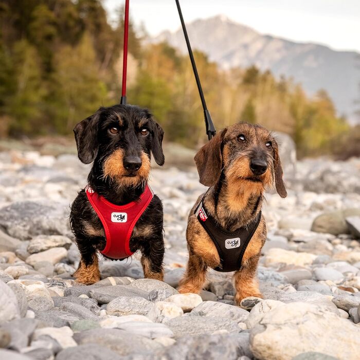 Шлейка для собак Curli Clasp Softshell Red XS/XS Червона