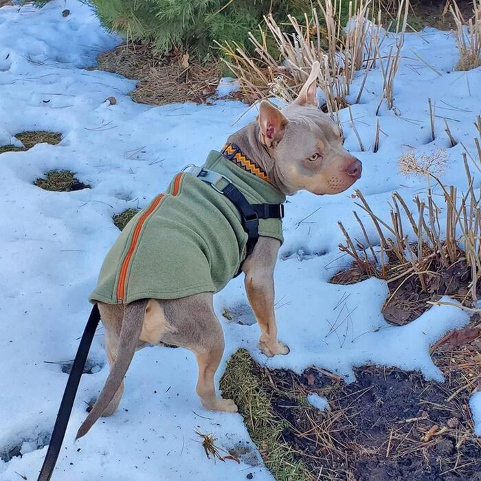 Зимовий собачий пуловер Gooby з мікрофлесу з блискавкою, теплий, двошаровий, м'який, для маленьких та середніх собак, зелений, розмір Medium (обхват грудей ~44 см)
