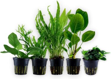 Набір акваріумних рослин AquaOne: 5 водних рослин для акваріума (Lilaeopsis, Lagenandra, Cryptocoryne, Echinodorus) – ідеально для початківців