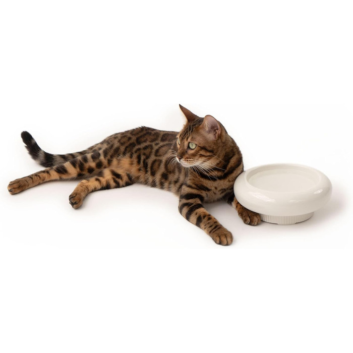 Котло propositionsний набір LucyBalu® MYCO: миска для корму та води для котів з кераміки | Пряма миска для котів | Біла миска для води та корму | Якісний котячий набір