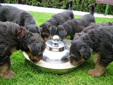 Миска для цуценят SunnyDogs: нержавіюча сталь, діаметр 39 см, з ручкою