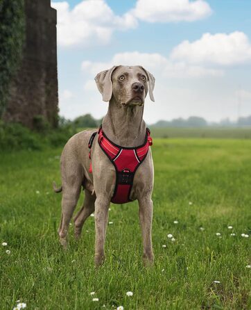 Нашийник для собак Lionto, розмір L, червоний, з м'якої нейлону, анти-тяга, з 2 кільцями та 4 регульованими ремінцями, з гумовою ручкою