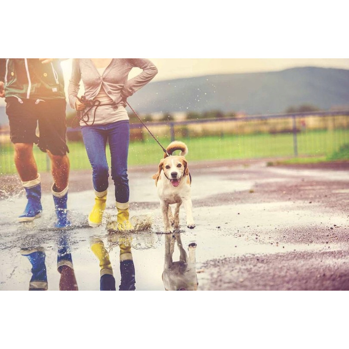 Навчальний електричний нашийник для собак з пультом керування, радіус 300м