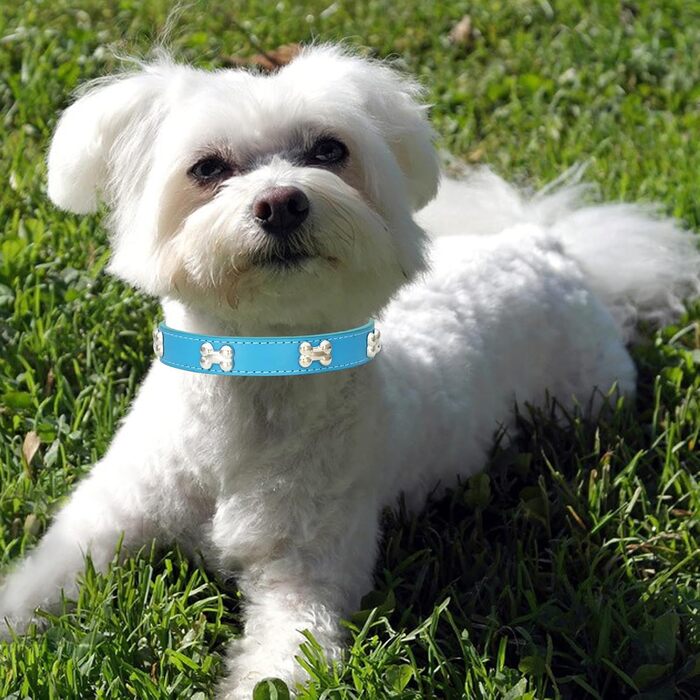 Нашийник для собак з натуральної шкіри HALFSUO, поводок Cobo, набір для малих та середніх собак та котів (L, блакитний)