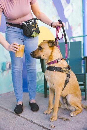 OllyDog Backcountry Tagestasche - Сумка для цуценят OllyDog Backcountry, для тренувань собак, з кишенькою для ласощів та відсіком для відходів, знімний кліпса для пояса (Raven S'25)