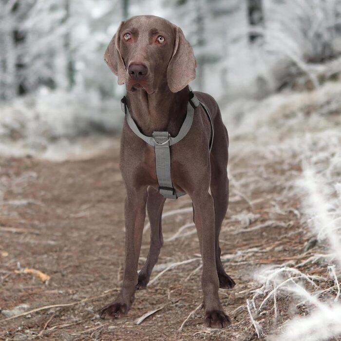 Шлейка для собак FeimaX великих порід, тактична, не тягне, дихаюча, комфортна (XL, сіра)