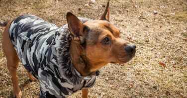 Зимовий теплий нашийник для собак Pet Life з металу, відстібається капюшон, утеплення 3M Thinsulate, камуфляж сірий, для маленьких собак